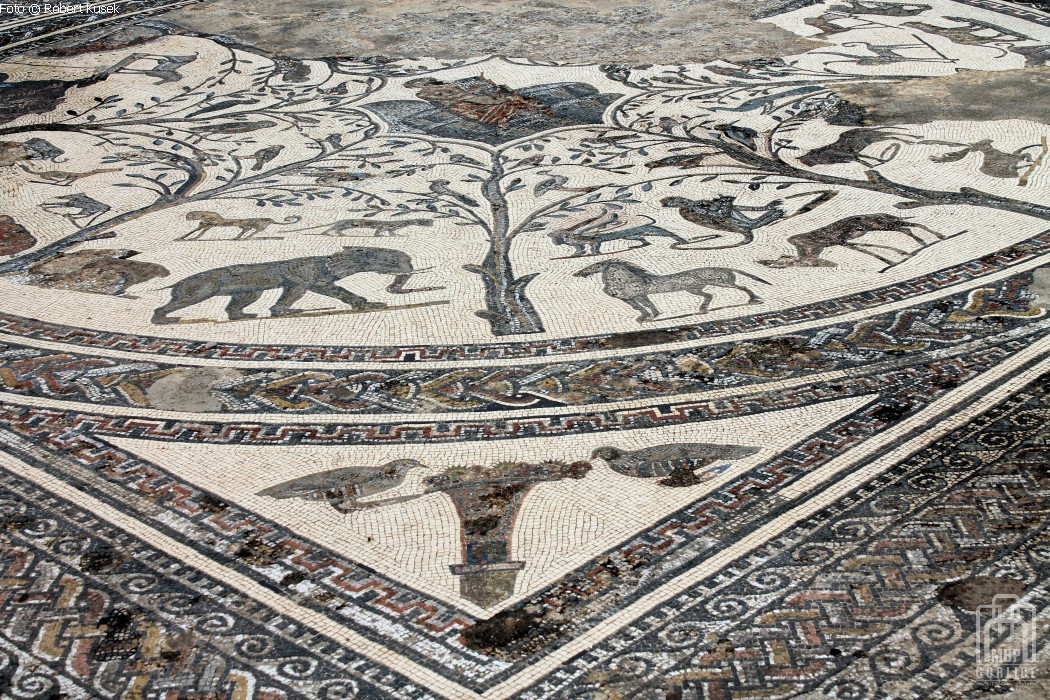 13 Volubilis mozaiki podłogowe w Domu Orfeusza Foto © Robert Kusek